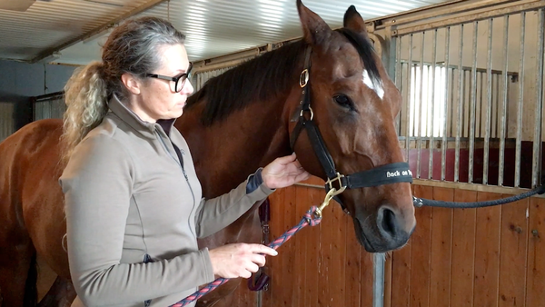 Nainen mittaa hevosen syketta leukaperästä.