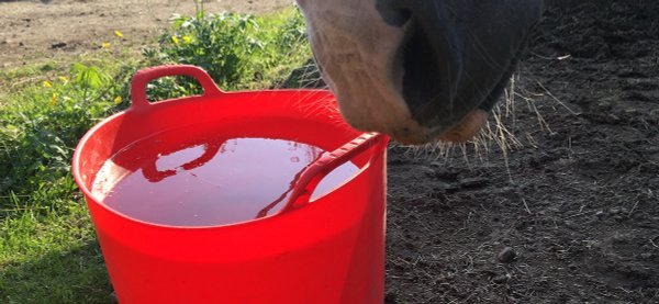 Kuvassa punainen vesiämpäri ja hevosen turpa